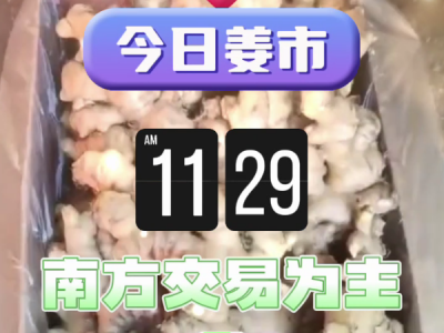 11月29日廣州江南批發市場生姜價格行情 ()