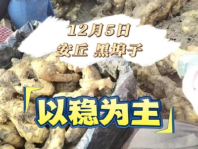 12月5日 安丘黑埠子（以穩(wěn)為主） ()