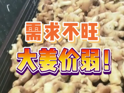 12月6日 生姜價格行情（需求不旺，大姜價弱） ()