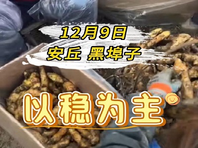 12月9日 安丘黑埠子（以穩(wěn)為主） ()