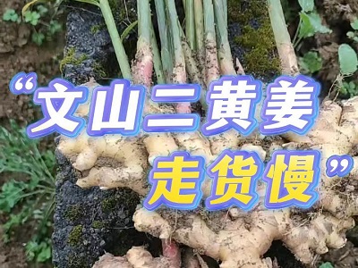 12月11日 生姜價格行情（文山二黃姜走貨慢） (254播放)