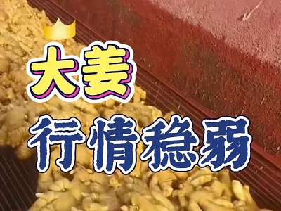 12月12日 生姜價格行情（大姜行情穩(wěn)弱） ()