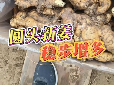 12月12日 安丘黑埠子（圓頭新姜，穩(wěn)步增多） ()