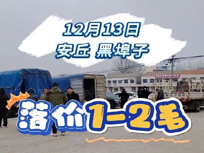 12月13日 安丘黑埠子（落價1-2毛） ()