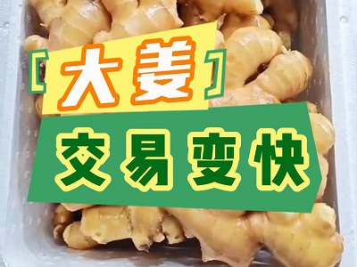 12月13日 生姜價格行情（大姜交易變快） ()