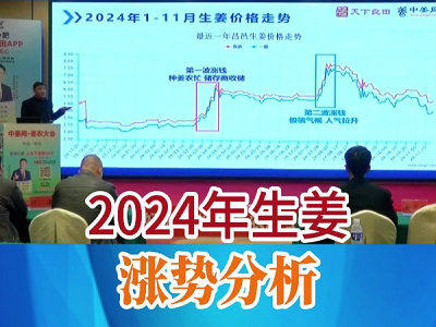 2024年生姜漲勢分析 ()