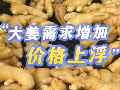 12月16日 生姜價格行情（大姜需求增加，價格上浮） ()
