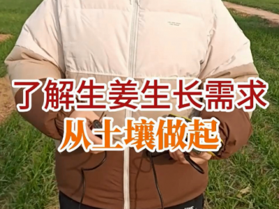 了解生姜生長需求從土壤做起 ()