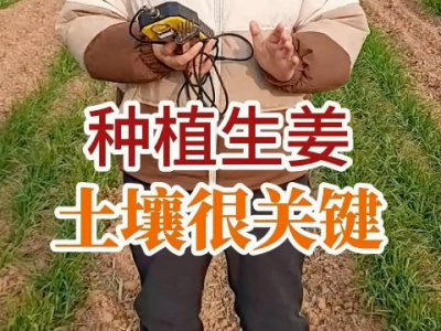 種植生姜土壤很關鍵 ()