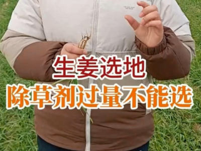 生姜選地：除草劑過量不能選 ()
