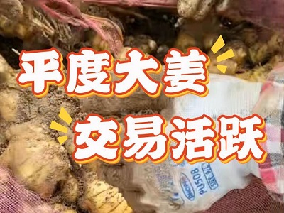 12月18日 生姜價格行情（平度大姜交易活躍） ()