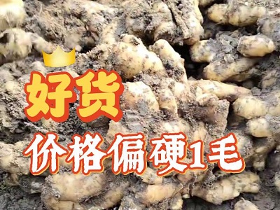 12月18日 安丘黑埠子（好貨價(jià)格偏硬1毛） (184播放)