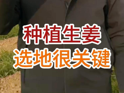 種植生姜選地很關鍵 ()