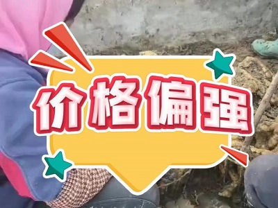 12月19日 安丘黑埠子（價(jià)格偏強(qiáng)） (221播放)