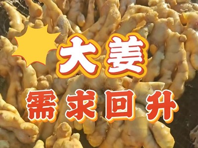 12月19日 生姜價格行情（大姜需求回升） (203播放)