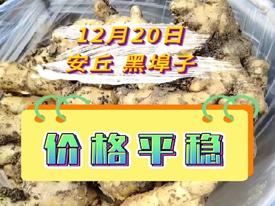 12月20日 安丘黑埠子（價(jià)格平穩(wěn)） (181播放)