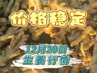 12月20日 生姜價(jià)格行情（價(jià)格穩(wěn)定） (169播放)