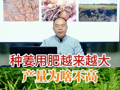 種姜用肥越來越大產量為啥不高 ()