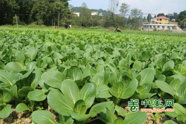 仁懷蒼龍：蔬菜種植“豐”景獨好 ()