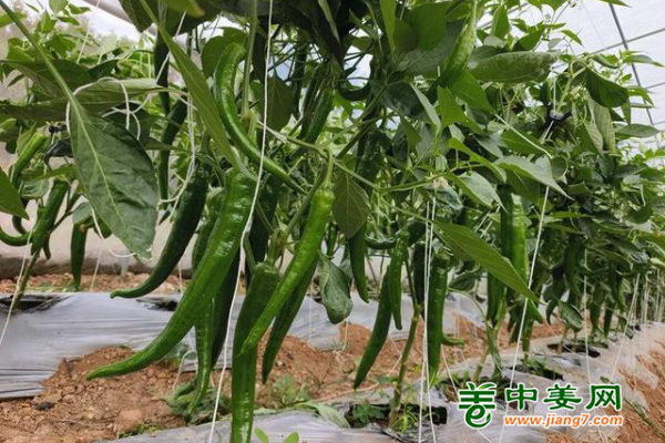 廣西金秀：大棚蔬菜迎來大豐收 ()