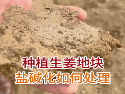 種植生姜地塊鹽堿化如何處理 ()