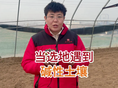 當選地遇到堿性土壤 ()