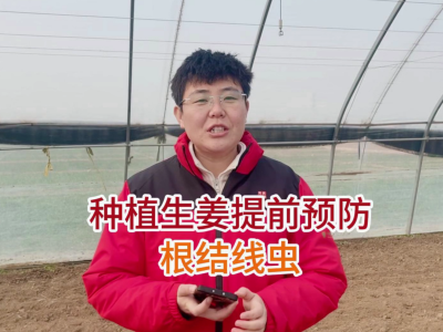 種植生姜提前預防根結線蟲 ()
