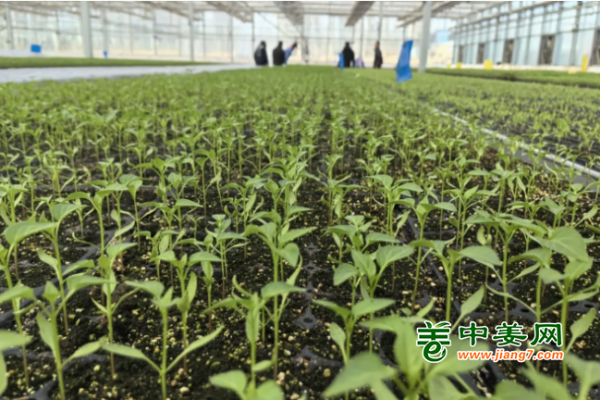 550萬株蔬菜種苗 助推澤普縣蔬菜產(chǎn)業(yè)提質(zhì)增效 ()