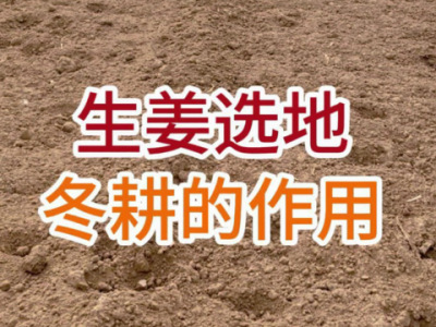 生姜選地冬耕的作用 ()