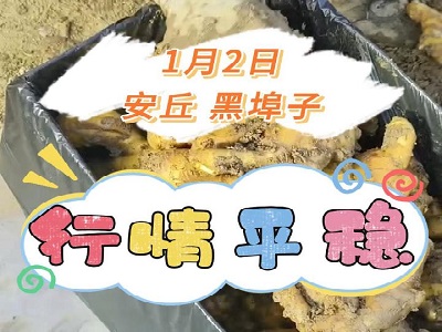 1月2日 安丘黑埠子（行情平穩(wěn)） ()
