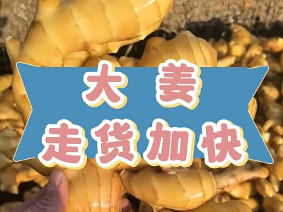 1月3日 生姜價(jià)格行情（大姜走貨加快） ()