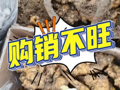1月4日 安丘黑埠子（購(gòu)銷(xiāo)不旺） ()