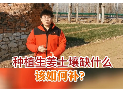 種植生姜土壤缺什么，該如何補？ ()