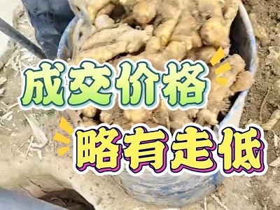1月6日 安丘黑埠子（價(jià)格略有走低） ()