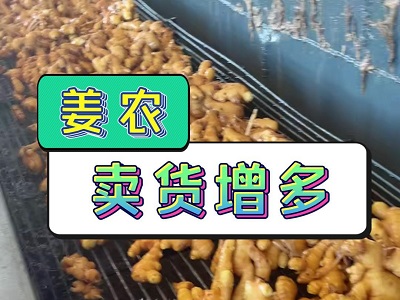 1月6日 生姜價(jià)格行情（姜農(nóng)賣(mài)貨增多） ()