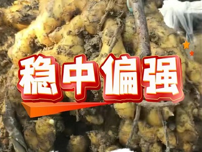 1月7日 安丘黑埠子（穩(wěn)中偏強(qiáng)） ()