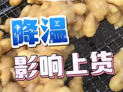 1月9日 生姜價格行情（降溫影響上貨） ()