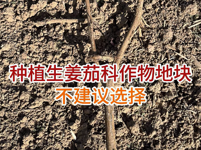 生姜種植：茄科作物地塊不建議選擇 ()