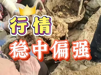 1月9日 安丘黑埠子（行情穩中偏強） ()