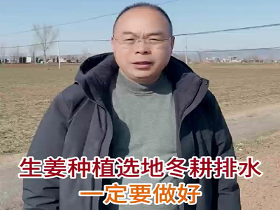生姜種植：選地、冬耕、排水一定要做好 ()