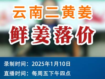 農情漫談：云南二黃姜鮮姜落價 ()