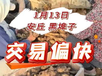 1月13日 安丘黑埠子（交易偏快） (154播放)