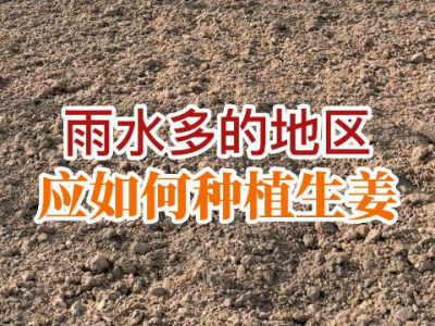 雨水多的地區應如何種植生姜 (142播放)