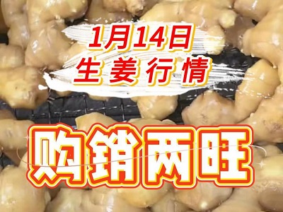 1月14日 生姜價格行情（購銷兩旺） (247播放)