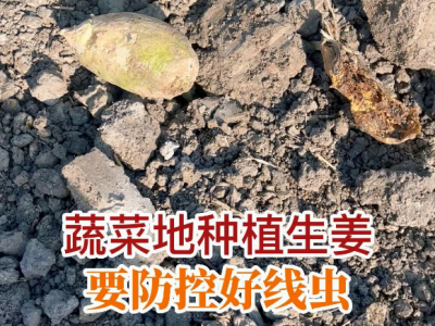 蔬菜地種植生姜 要防控好線蟲 (144播放)