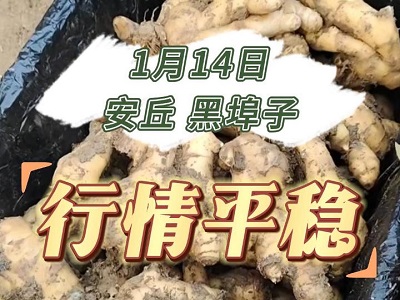1月14日 安丘黑埠子（行情平穩(wěn)） (162播放)