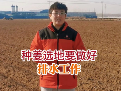 種姜選地要做好排水工作 (165播放)