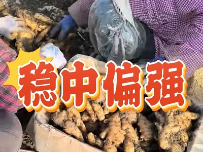 1月15日 安丘黑埠子（穩(wěn)中偏強） (174播放)