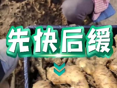 1月17日 安丘黑埠子（先快后緩） ()