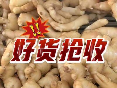 1月18日 生姜價格行情（好貨搶收） ()